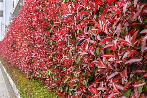 植栽 種類|庭木の種類・分類とは？目隠し用など目的別おすすめ。